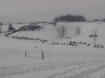 mitchell-winter-cows-4x3