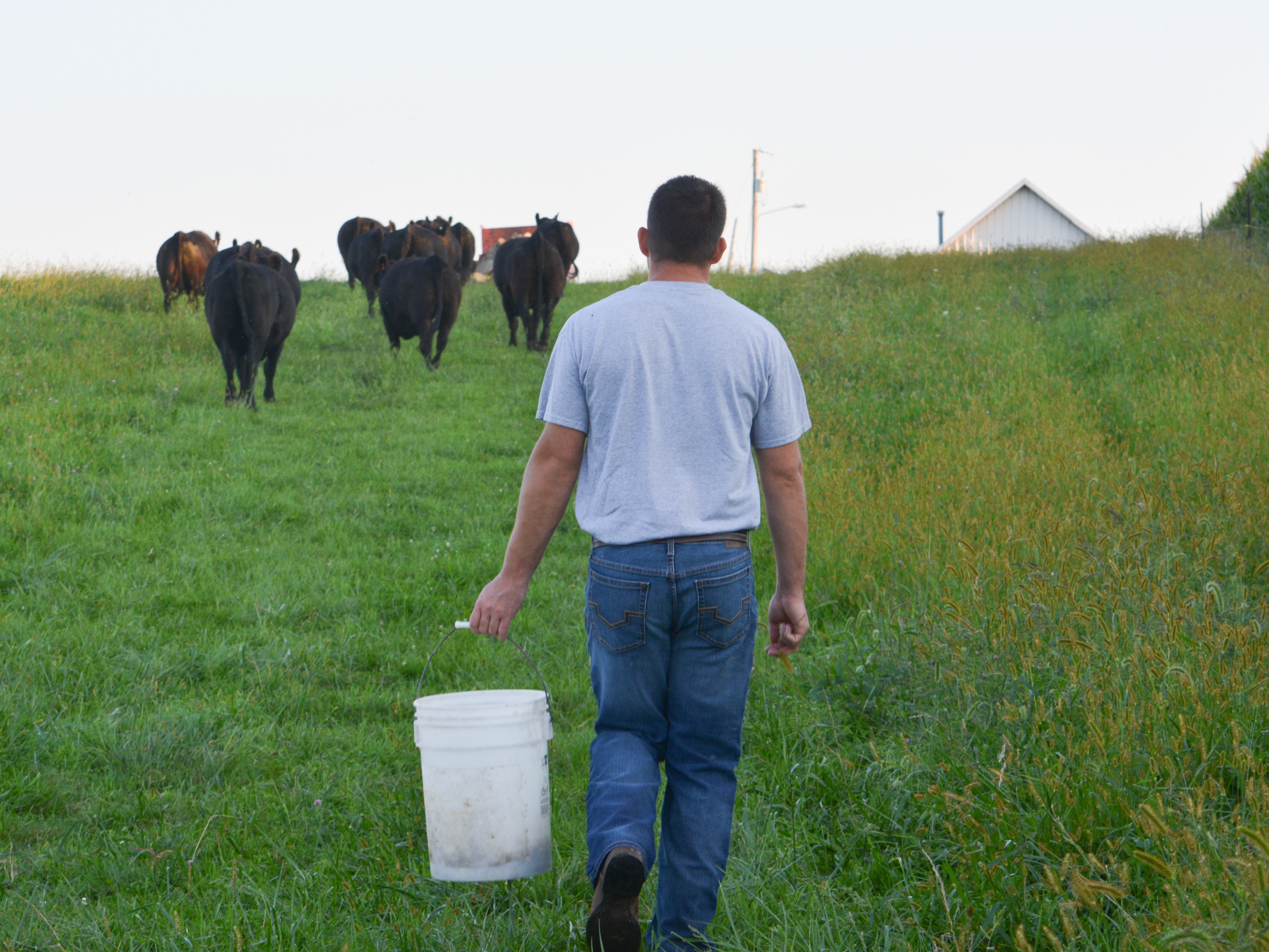 yager-cattle