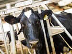 HinchleyDairyFarm-cow closeup