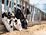 HinchleyDairyFarm-calves eating