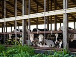 HinchleyDairyFarm-cows in freestall barn
