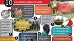 10 Cool Facts about Cattle