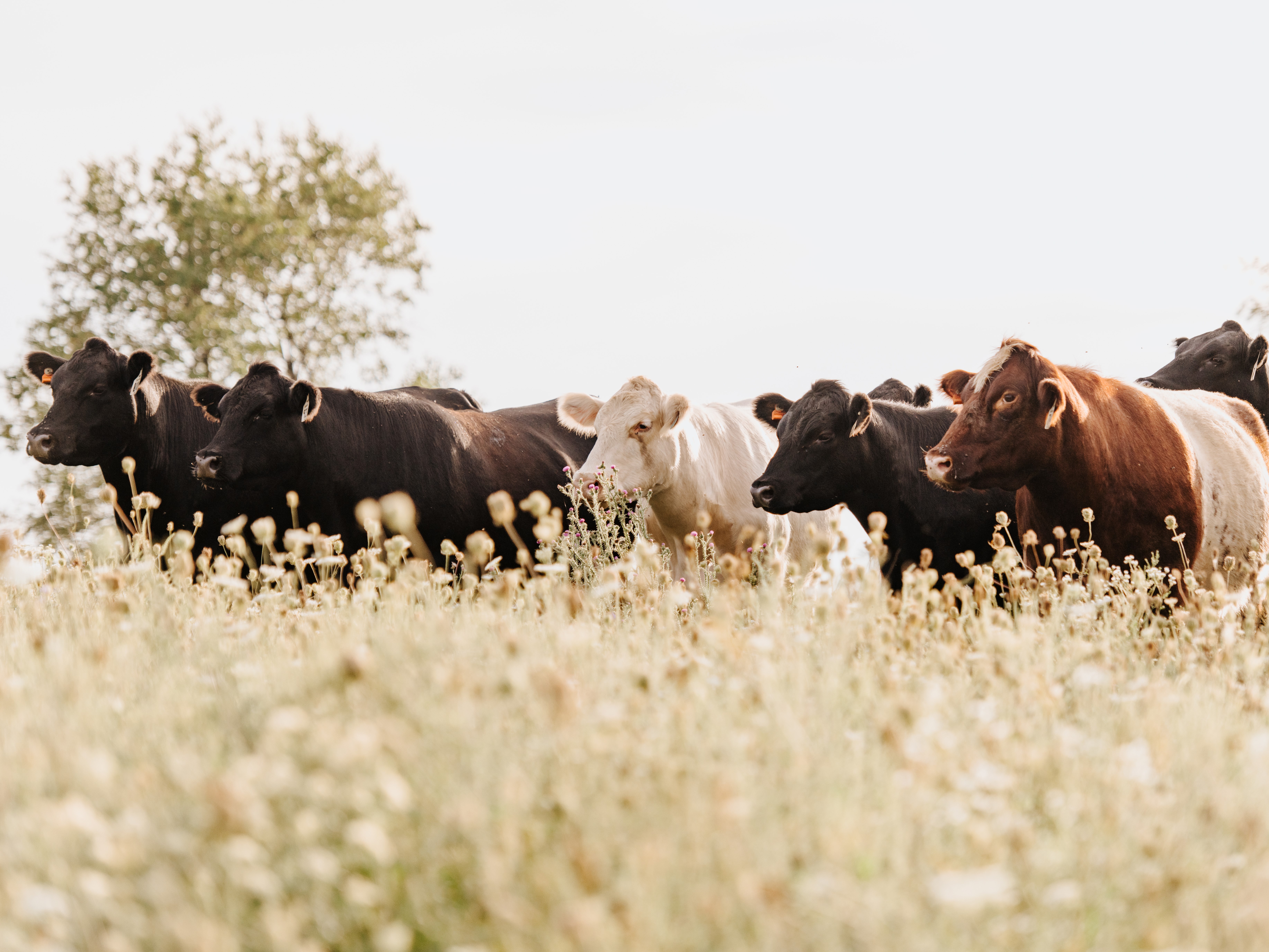 12-herd.jpg