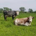 Gleason Family cattle-2