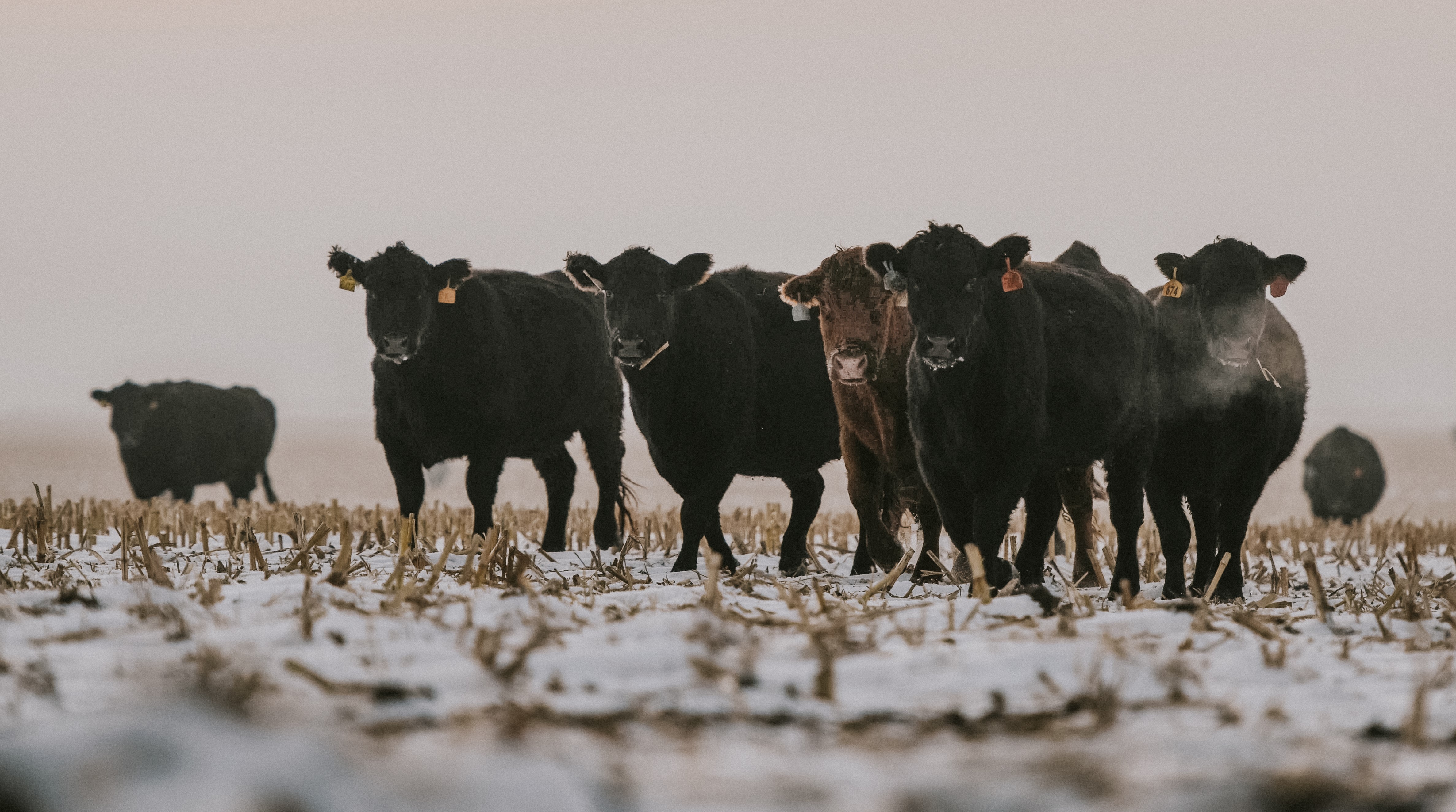 2021-01-cattle-in-wi-winter-hero_