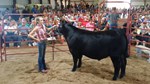 4-H County Fair Sales pic