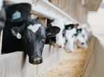 Cattle at Bunk