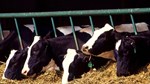 Cattlemen's Corner-dairy remitters