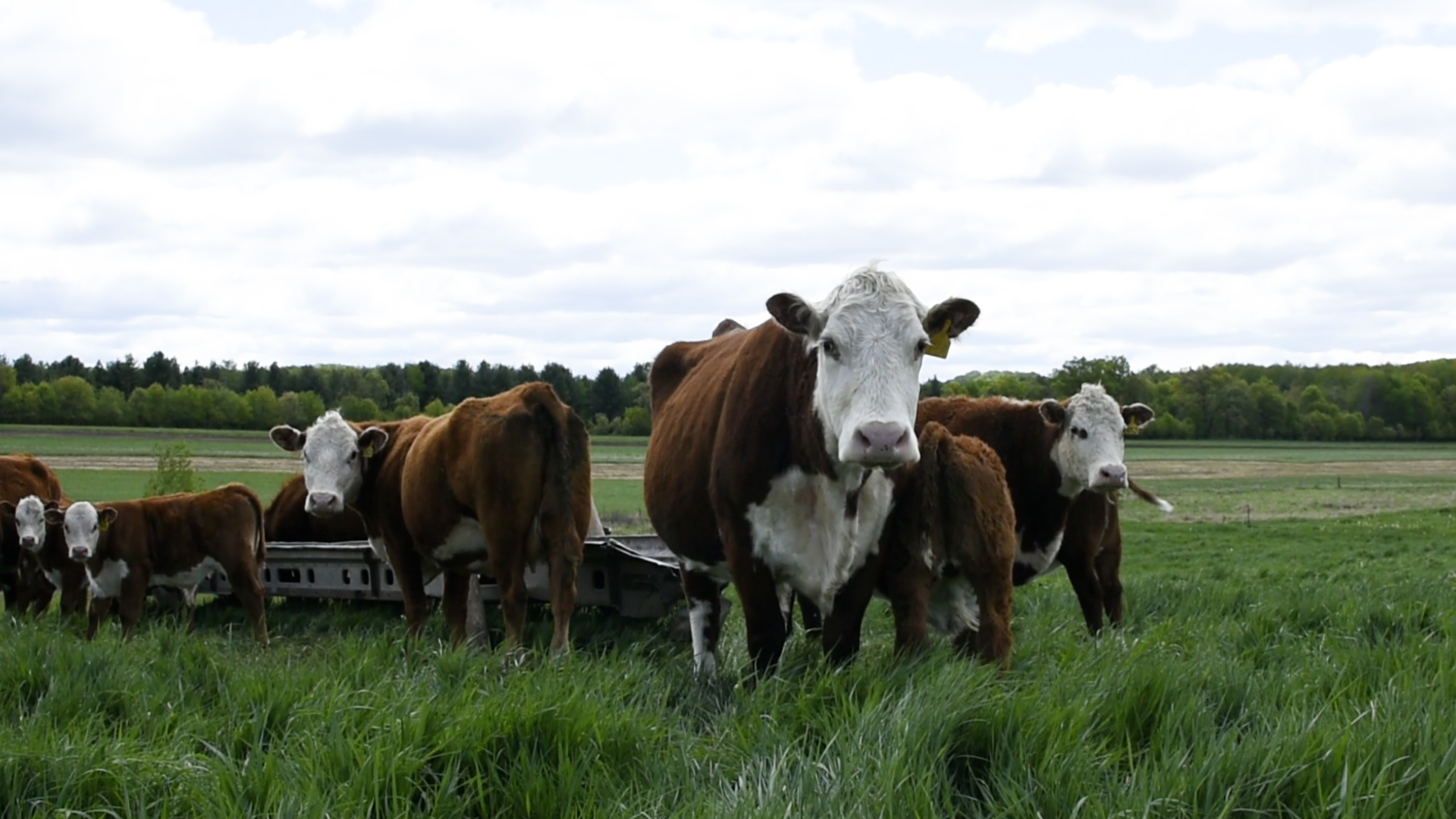 Cows
