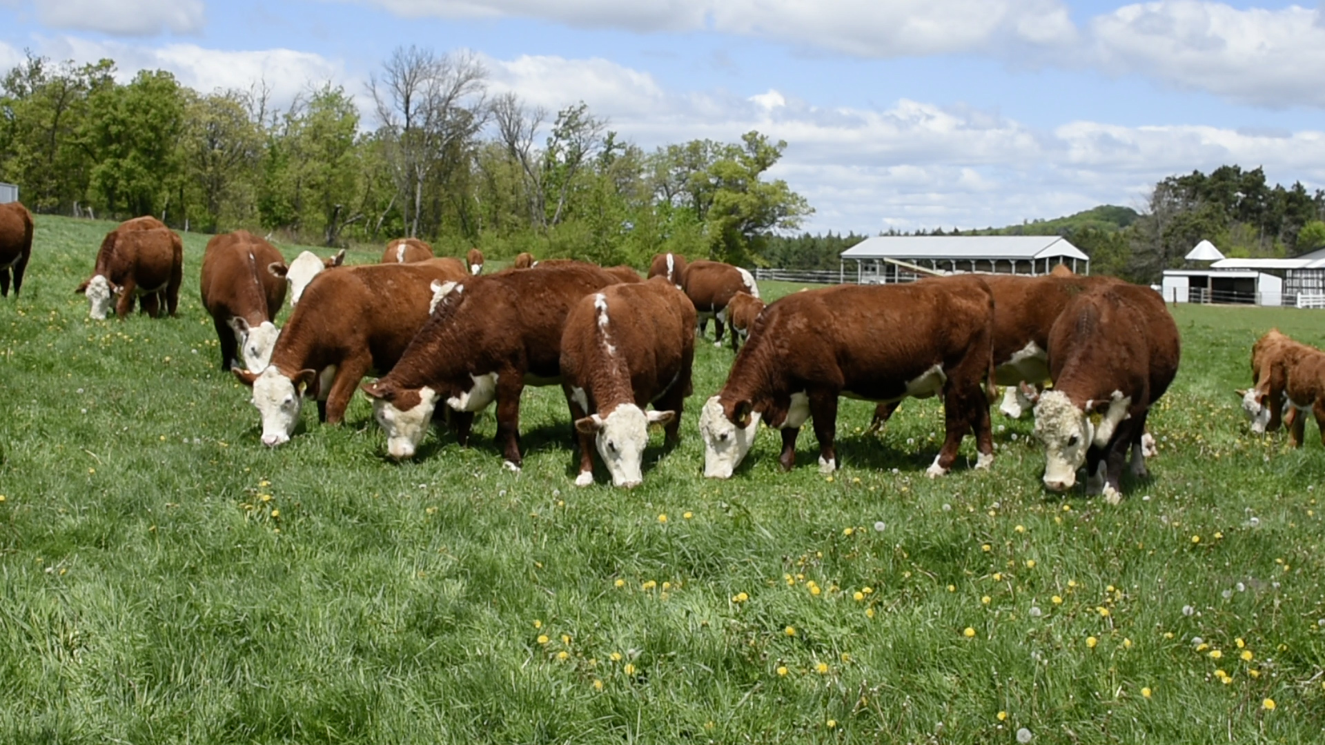 Cows