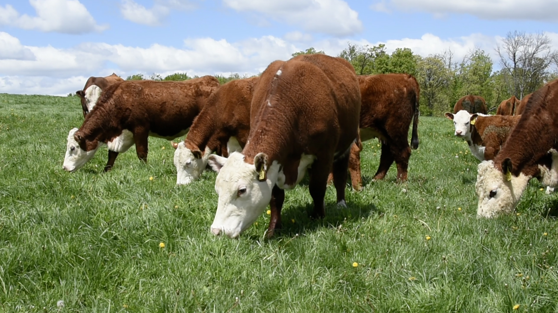 Cows