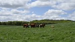 Cows