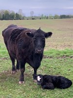 Zuck Farm Pictures