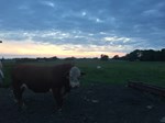 Huth Polled Herefords