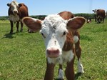 Huth Polled Herefords