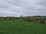 Huth Polled Herefords