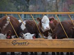 Dr. Merry, calves at feeder-4:3