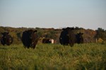 Cows on Pasture