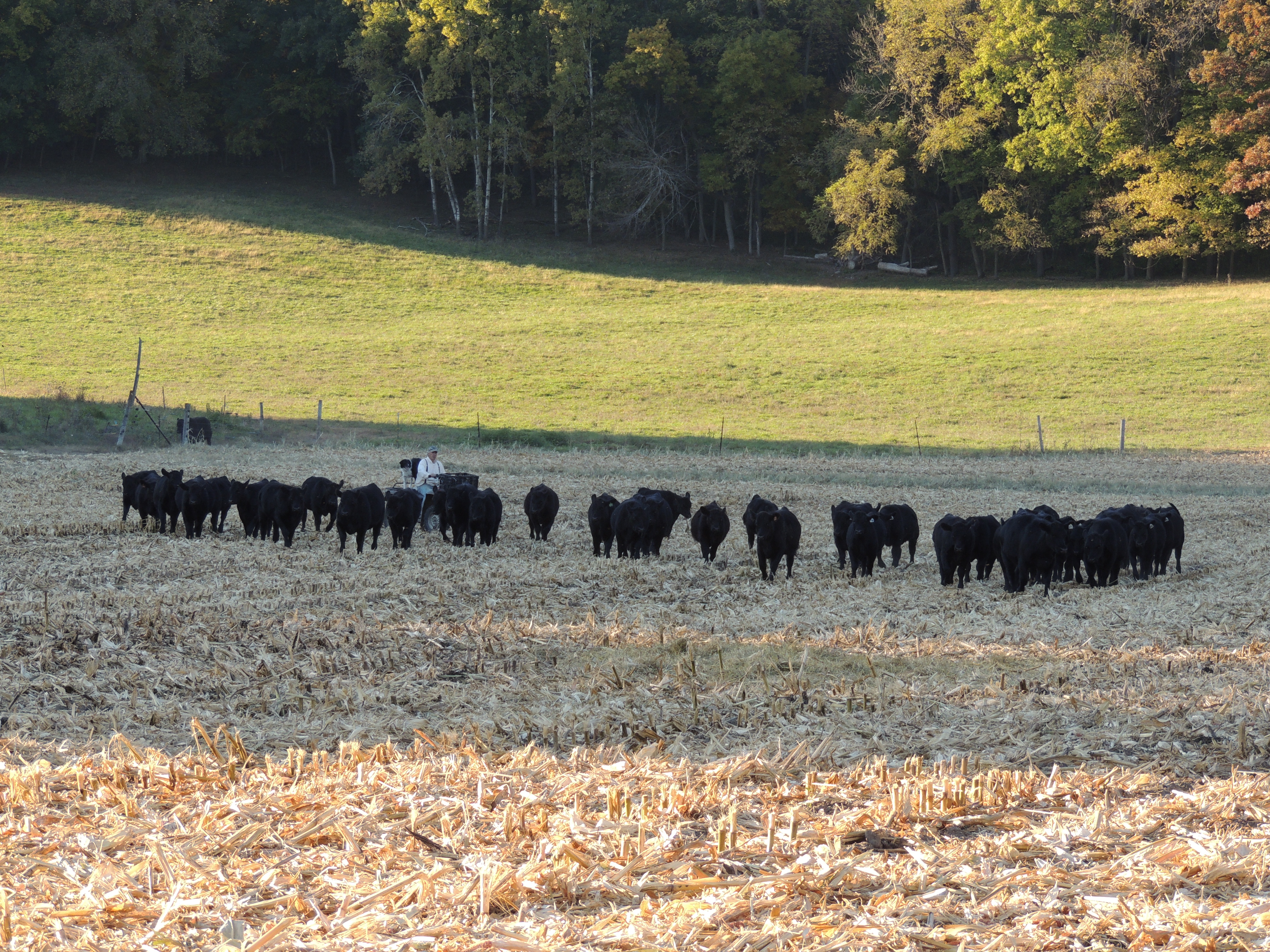 OHA cattle pic-2