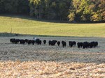OHA cattle pic-2