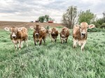 Hilby Family- brown swiss photo