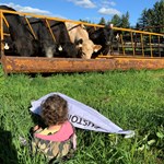 Solin Cattle Company