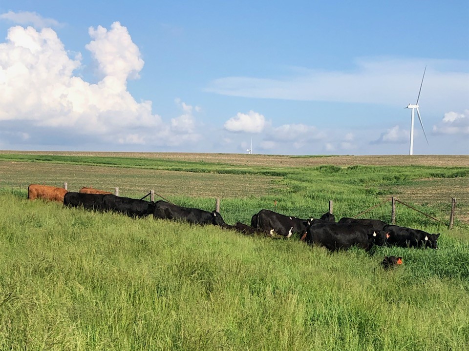 Riechers Beef Pictures