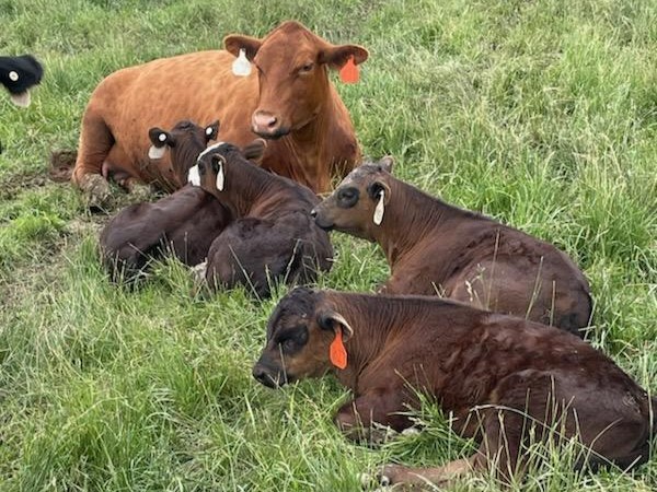 Riechers Beef Pictures