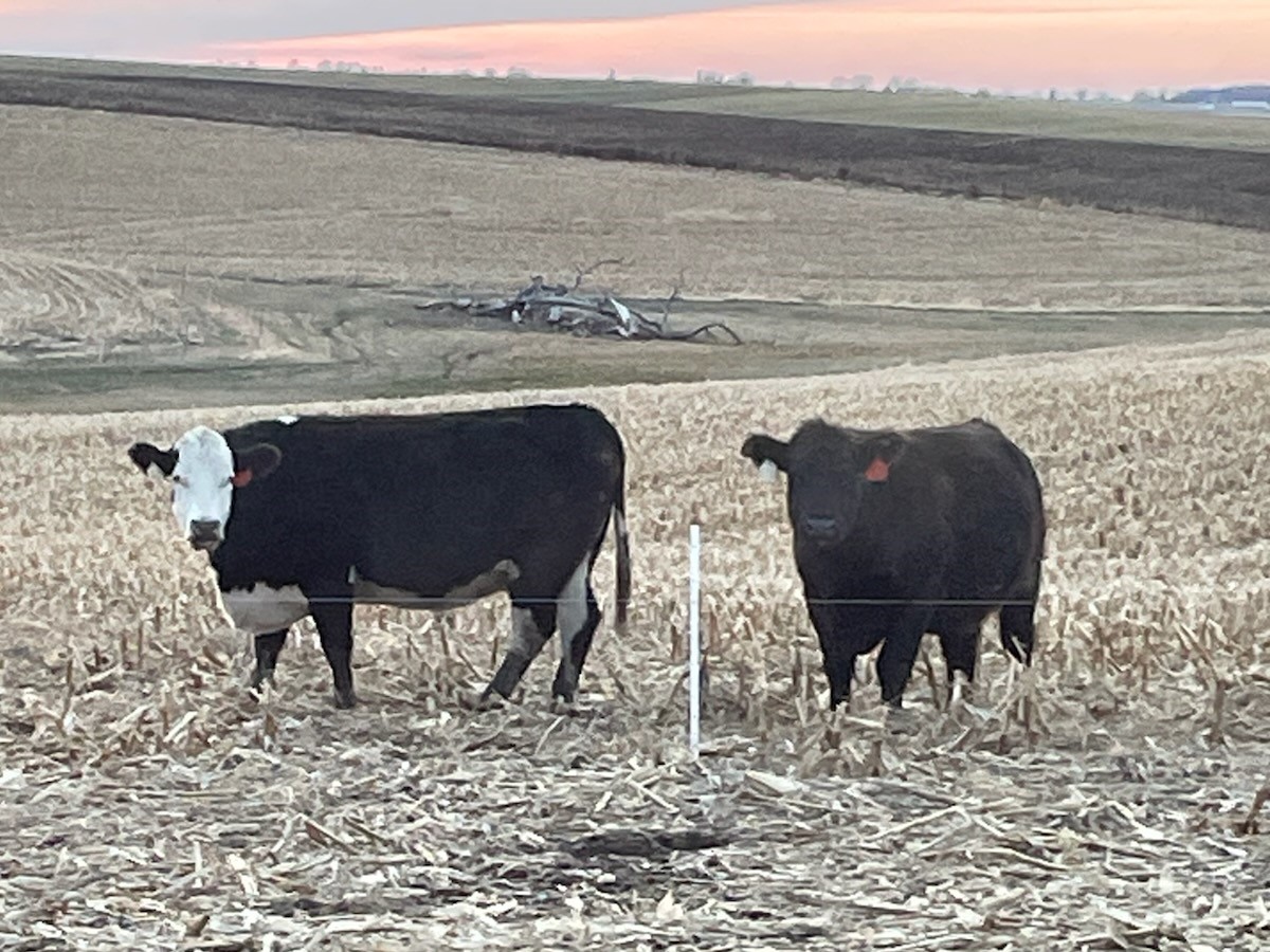 Riechers Beef Pictures