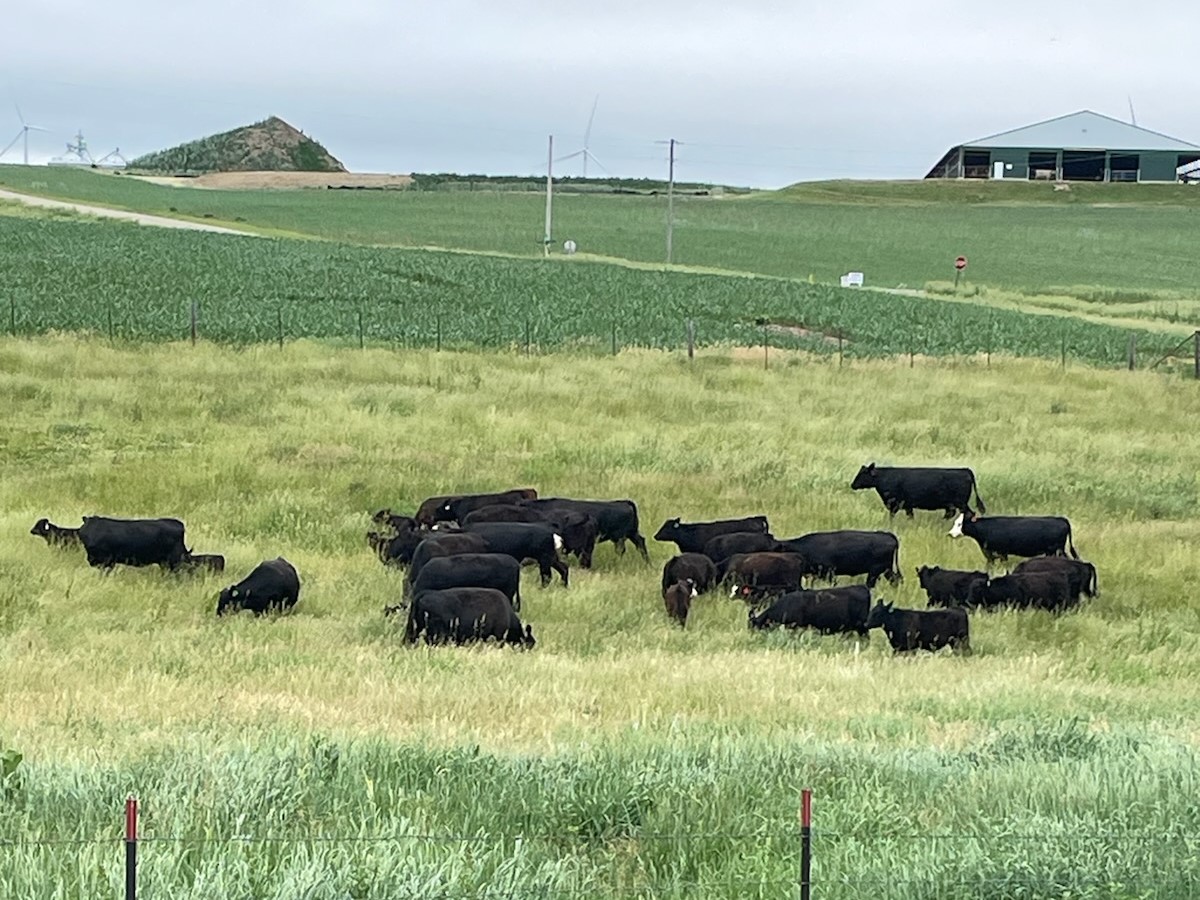 Riechers Beef Pictures
