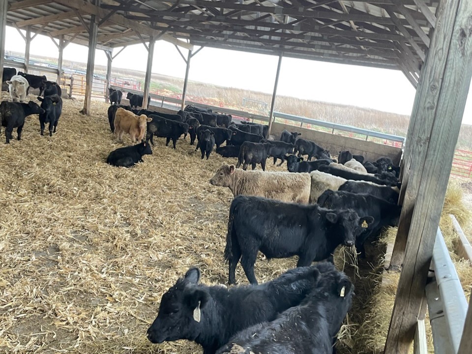 Riechers Beef Pictures