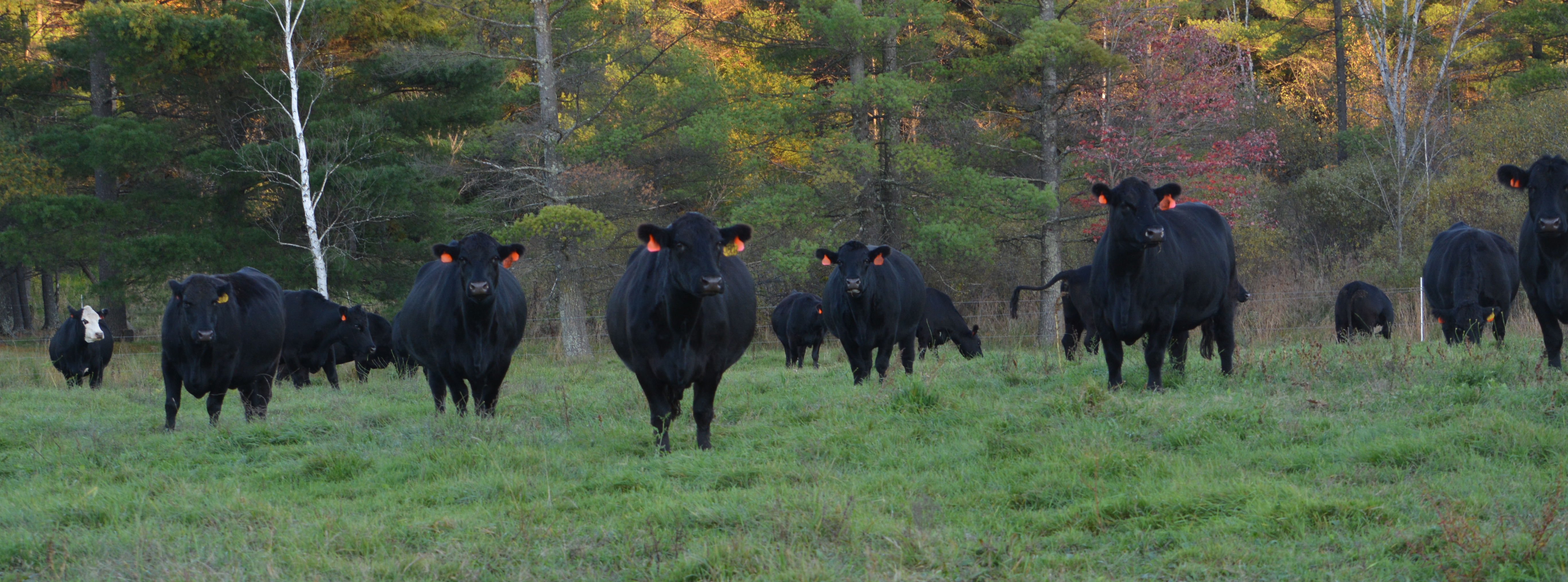 Beef on Pasture 