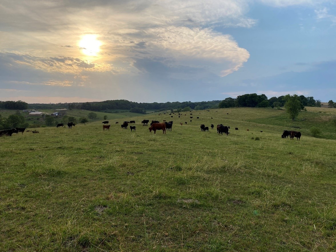 Spring Creeks Cattle Company 