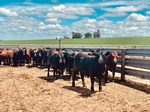 Riechers Beef Pictures