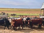 Riechers Beef Pictures
