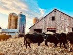 Riechers Beef Pictures
